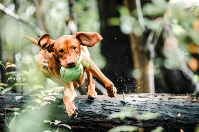4 Ways That Great Nutrition Benefits Your Pet