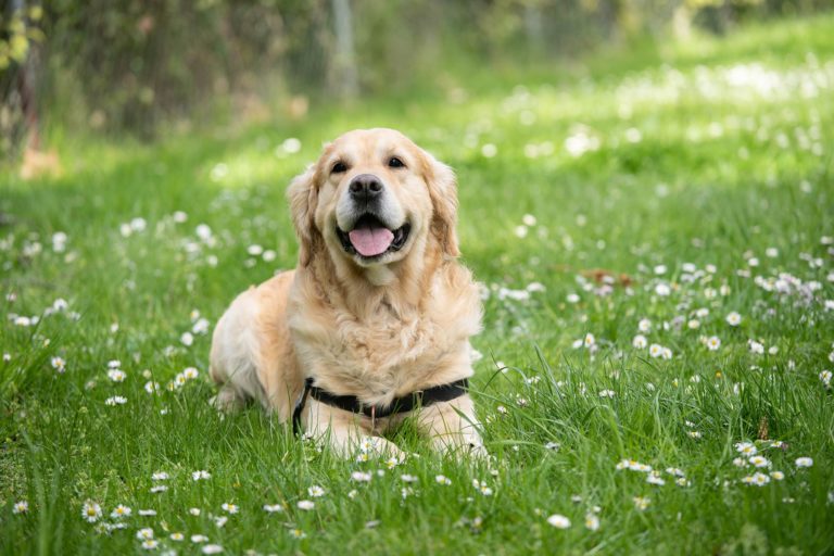 Pet Allergy Wellness