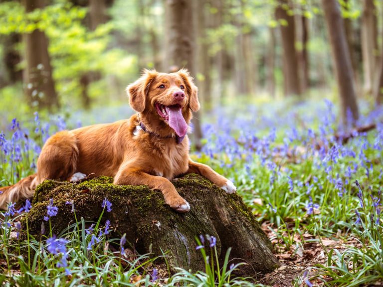 Dog Training Mistakes