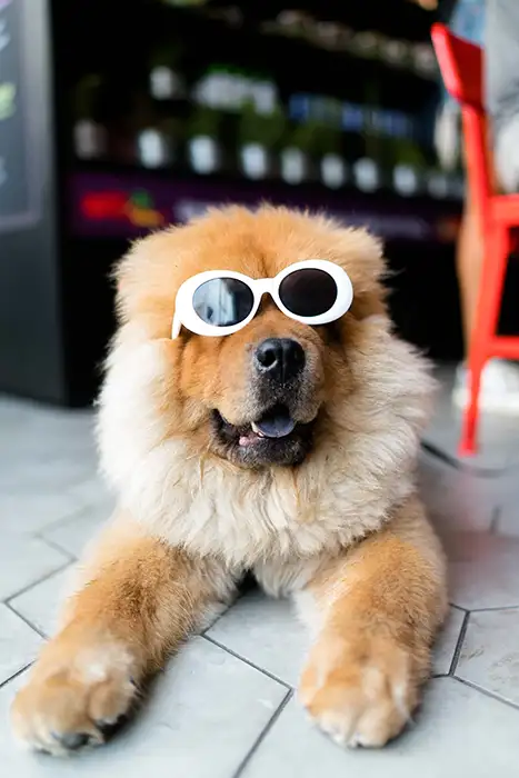 Fluffy dog laying on ground.