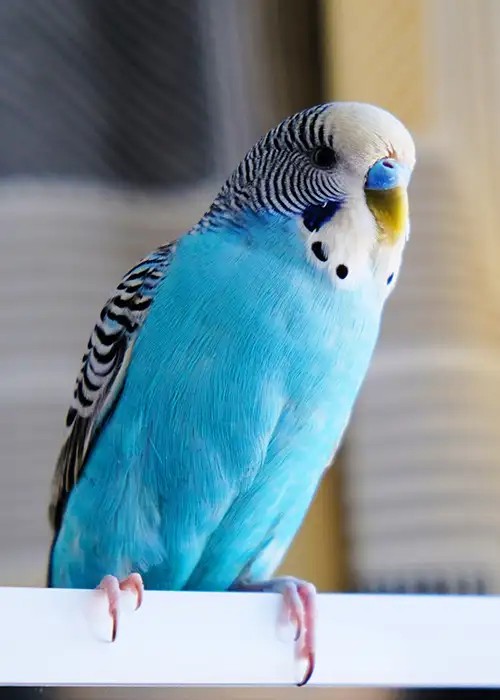 Blue parakeet standing on ledge.