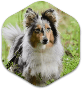 Fluffy dog standing on grass.