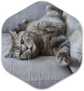 Gray cat laying on gray sofa.
