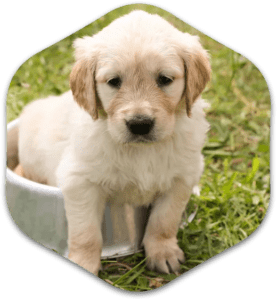 Golden retriever puppy sitting in a bowl.