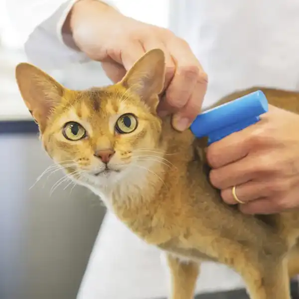 Microchipping