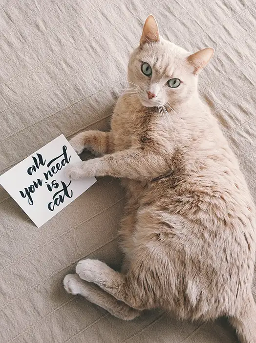 Orange cat holding All you need is cat sign.