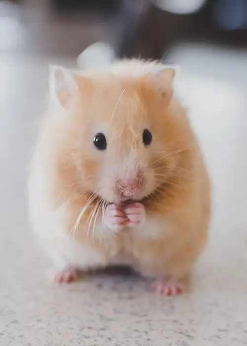 brown hamster standing on back legs.